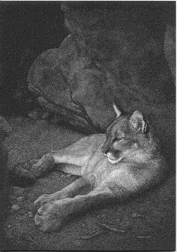 Sedona - Cougar by Diane Versteeg